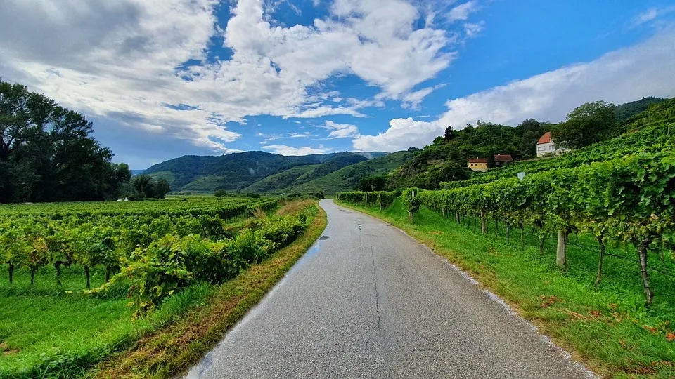 Schmaler Weg zwischen Weinbergen unter blauem Himmel